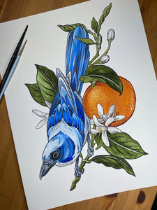 Scrub Jay original