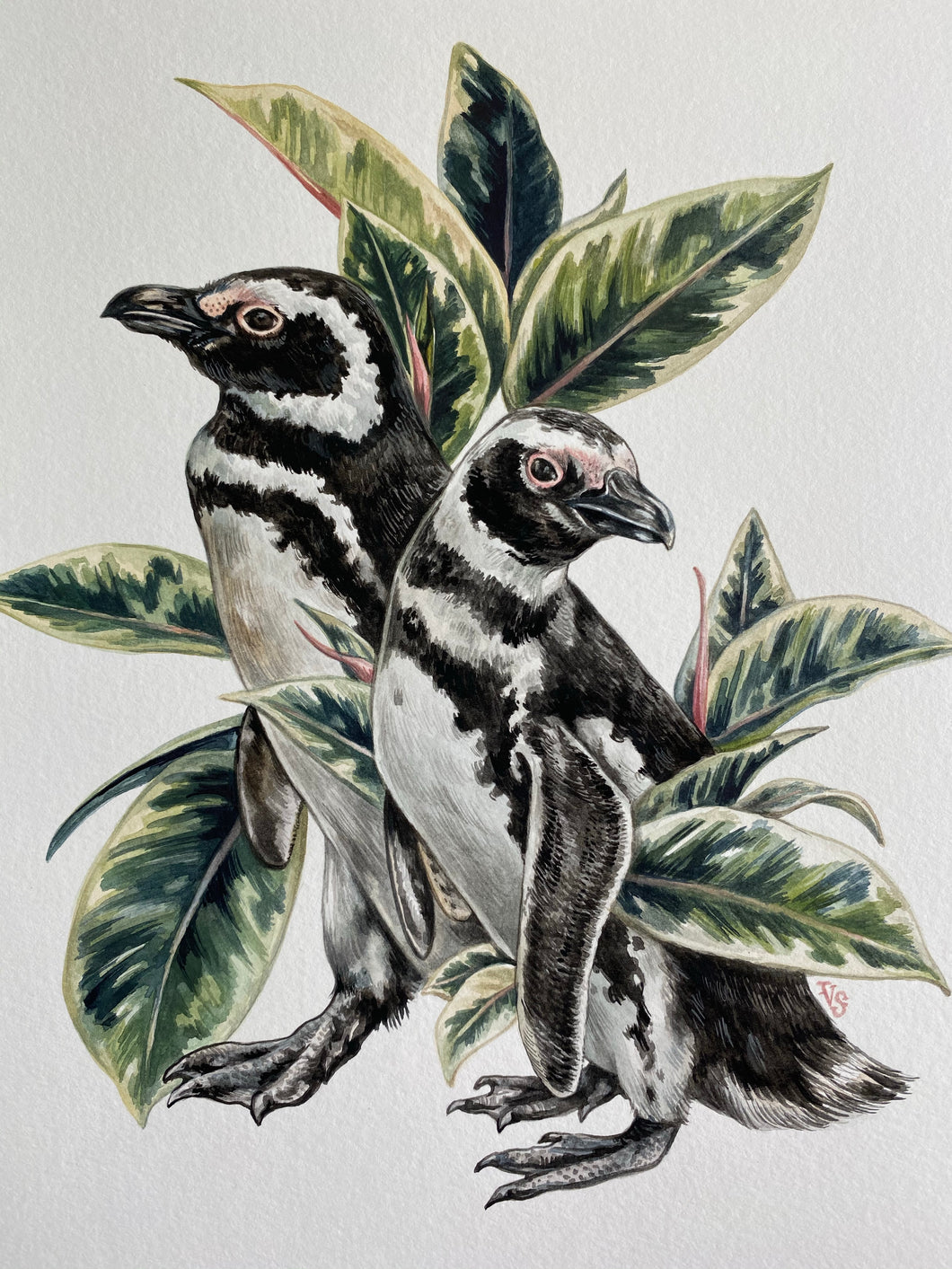 Penguins + Variegated Rubber Plant