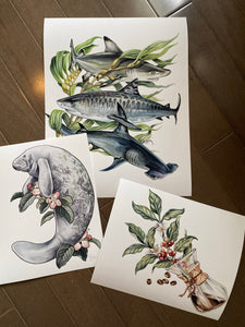 Shark Misprint set