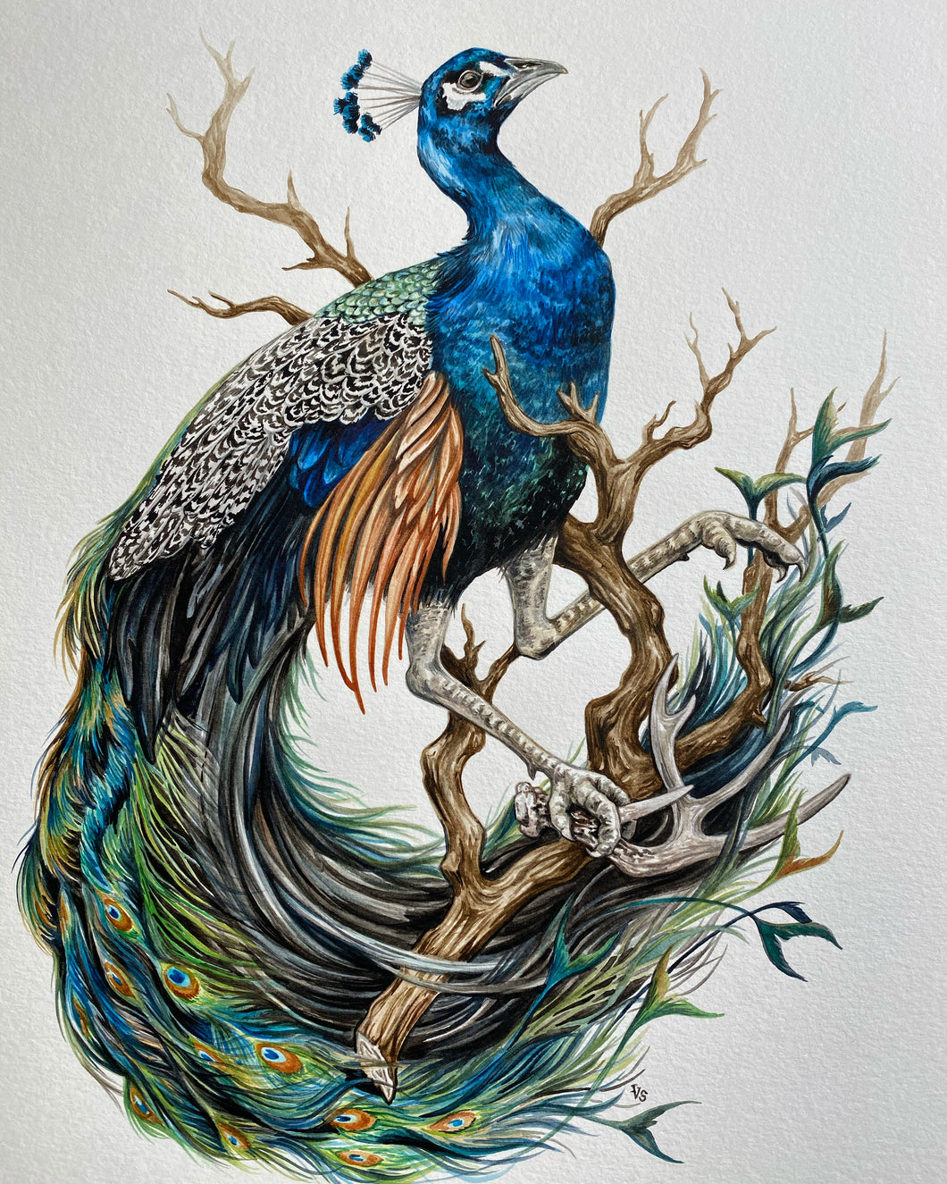 Freehand Peacock + Antler
