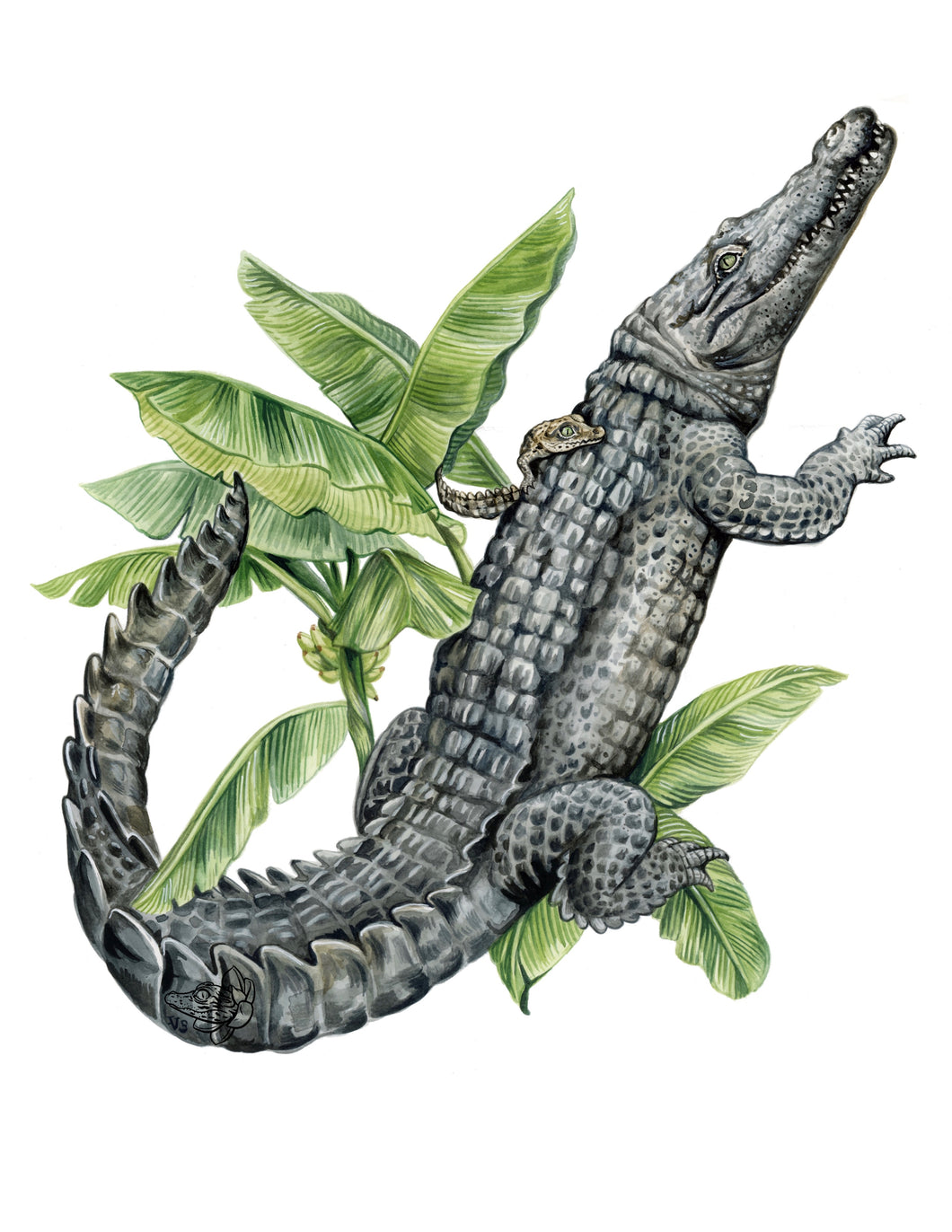 Croc + Baby
