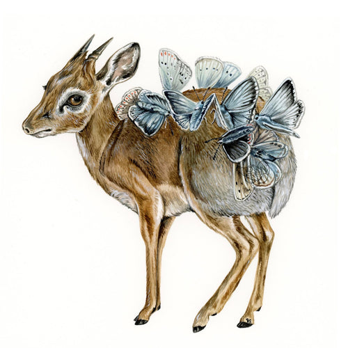 Original Dik Dik