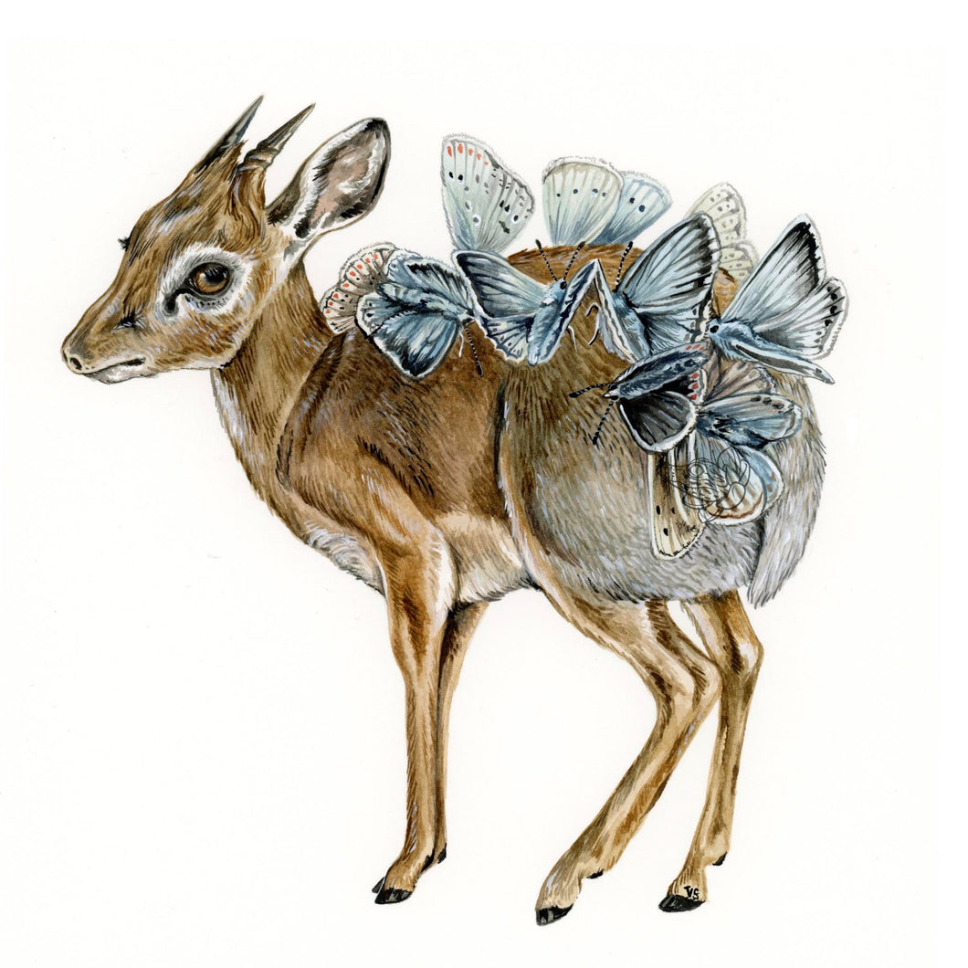 Original Dik Dik
