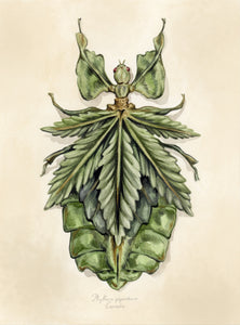 Original Cannabis Bug