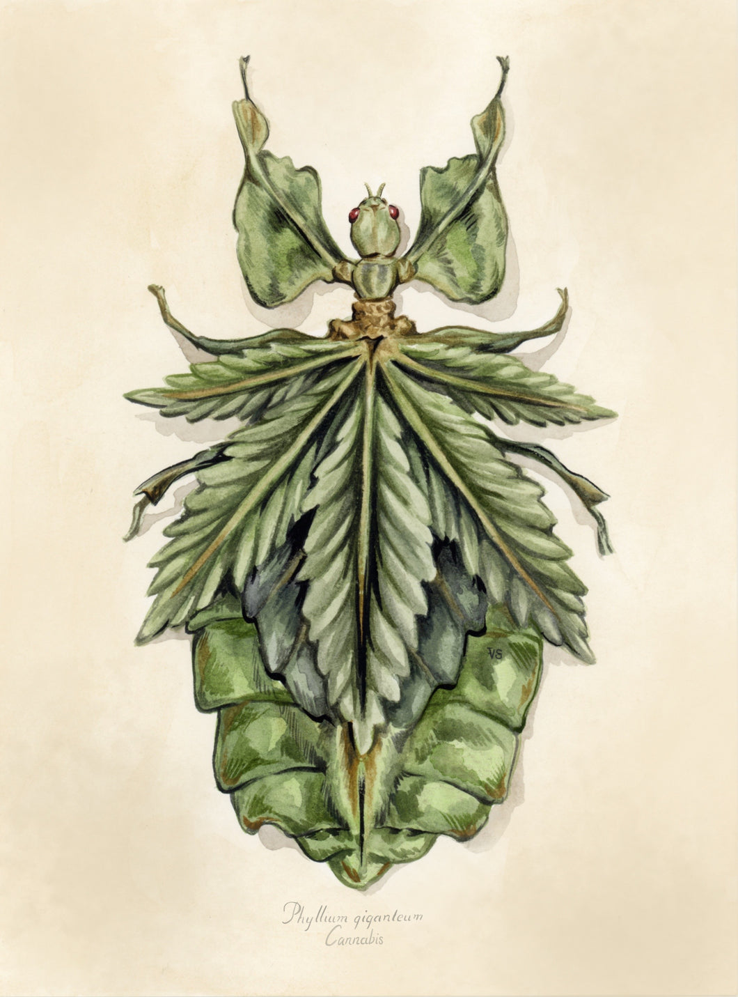 Original Cannabis Bug