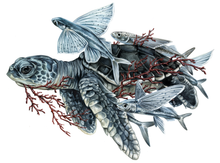 Load image into Gallery viewer, Sea Turtle + Flying Fish