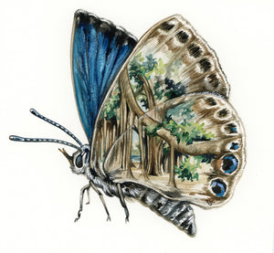 Original Butterfly
