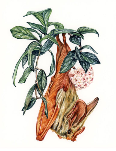 Yellow wing bat + hoya freckles