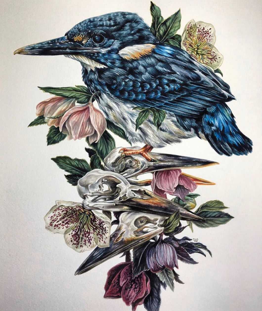 ‘Torch’ Kingfisher original