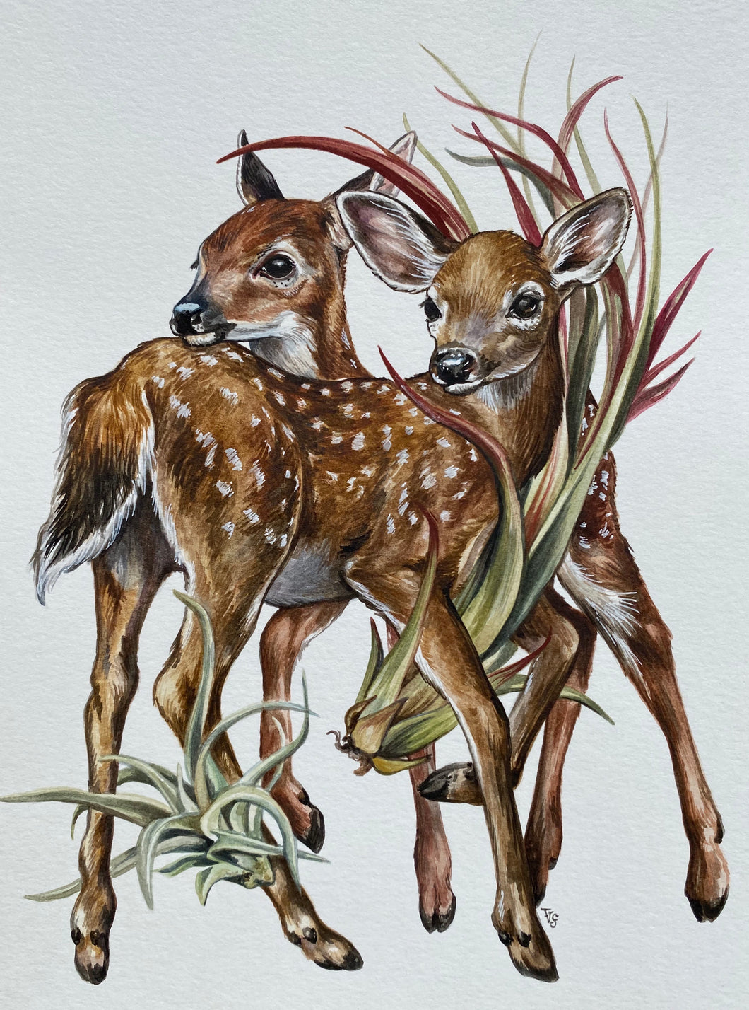 Key Deer original