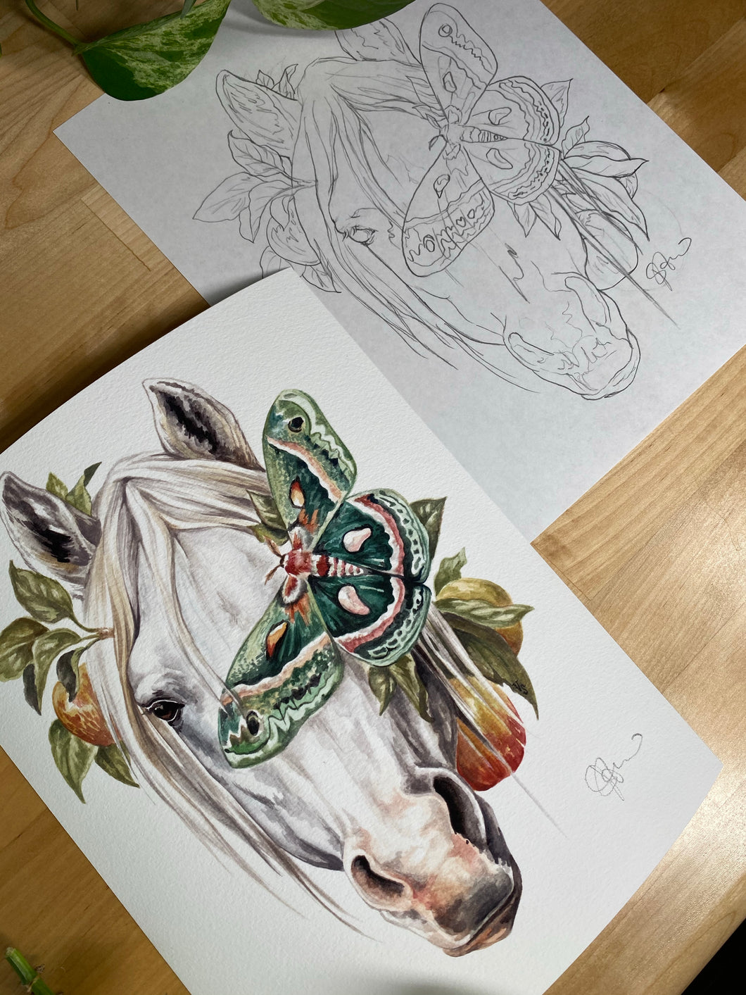 Horse original sketch and print