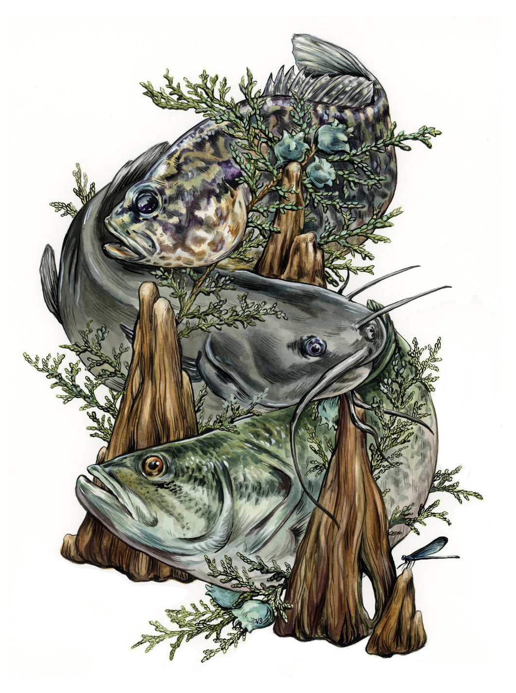 Freshwater Fish + Cypress