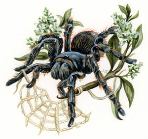 Tarantula original