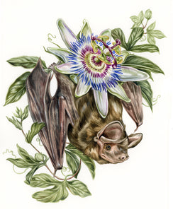 Bonneted Bat + Passion Flower original