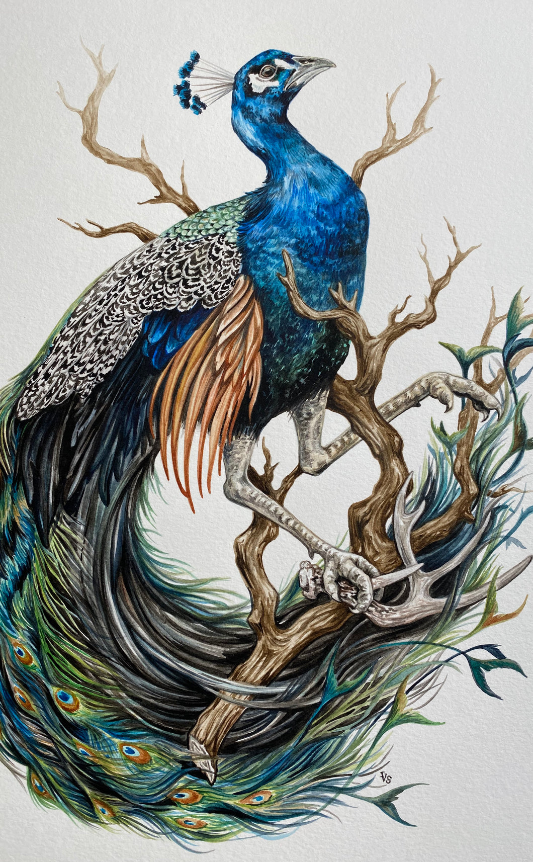 Peacock + antler original