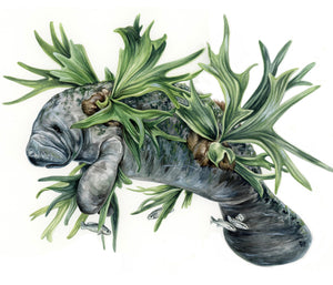 Manatee Original
