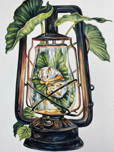 Lantern Bats