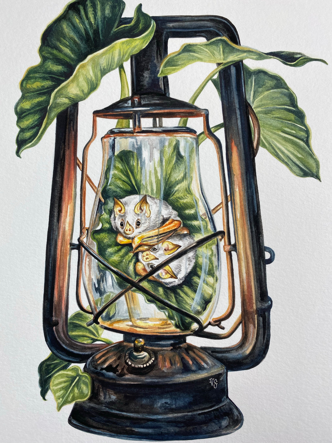 Lantern Bats