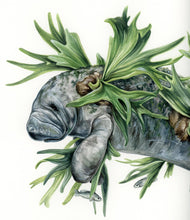 Load image into Gallery viewer, Elkhorn Manatee