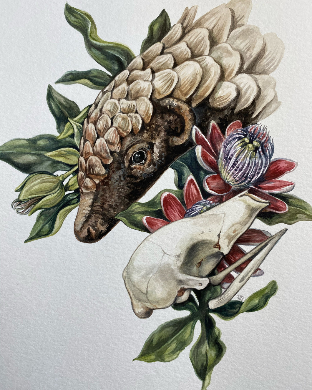 Pangolin original