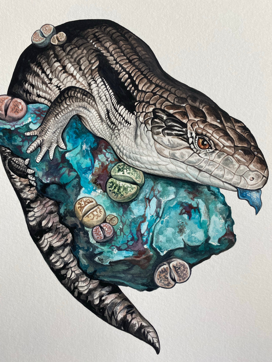 Blue Tongue Skink Original