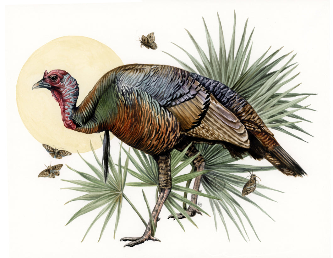 Osceola Turkey original
