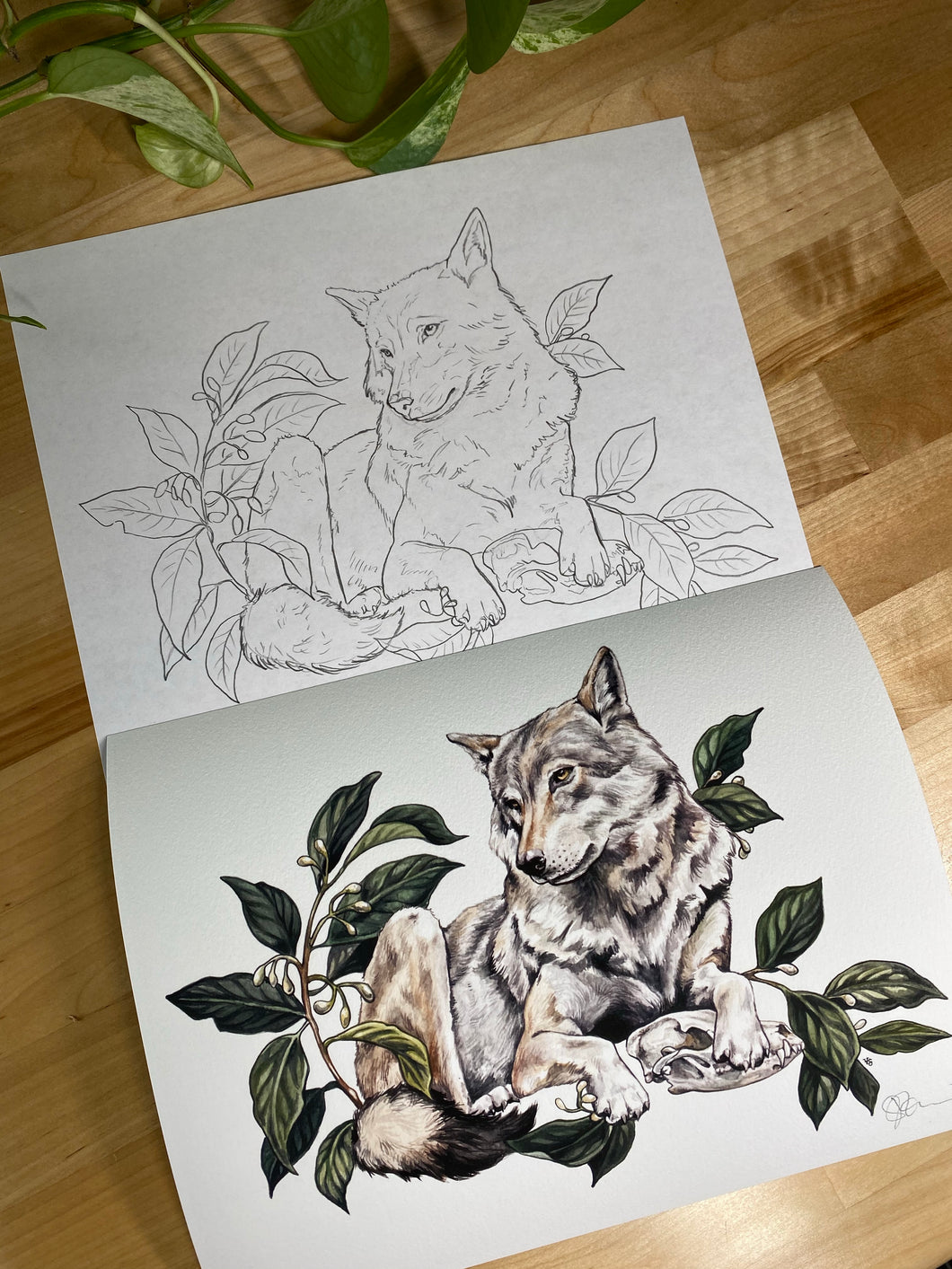 Wolf original sketch and print