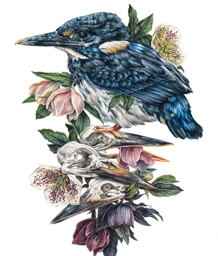 Torch - Kingfisher giclee print
